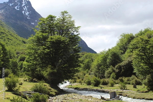 Obraz Trees  and  river