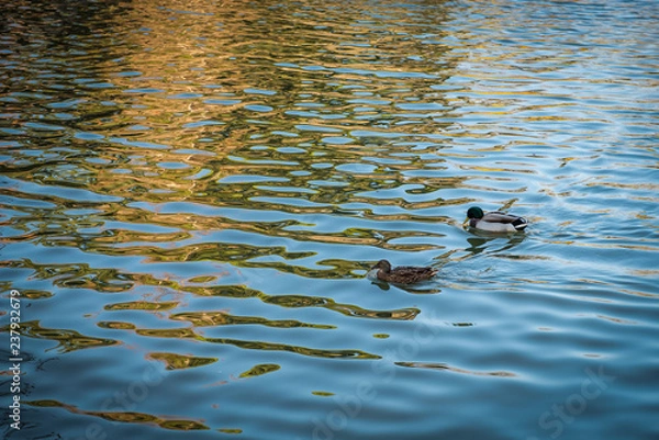 Obraz ducks on a pond on a park