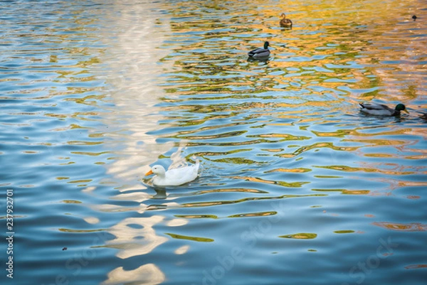 Obraz ducks on a pond on a park