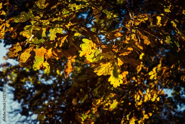 Obraz oaktree leaves on a forest floor