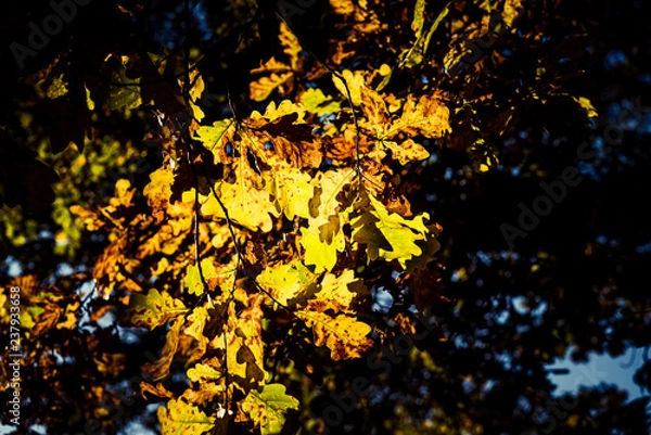 Obraz oaktree leaves on the sun 