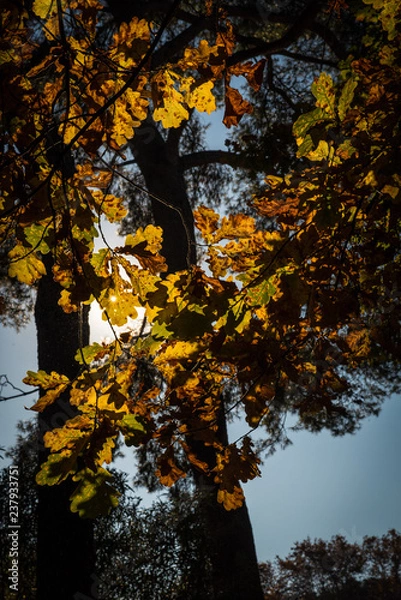 Obraz oak leaves in autumn