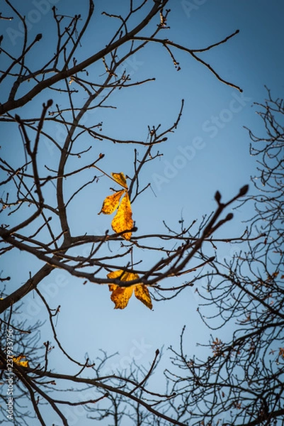 Obraz yellow autumn leaves