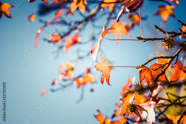 Obraz red autumn leaf