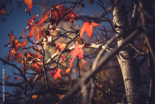 Obraz red autumn leaf