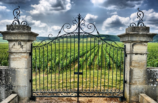 Obraz entrée de vignoble
