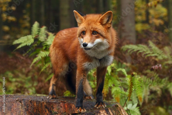 Obraz Fox in the autumn forest.