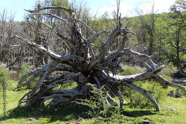 Obraz Trunk  tree  white