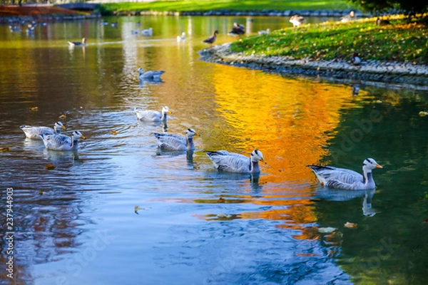Obraz Fall colours in Munich Germany