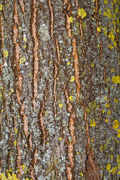 Fototapeta Baumrinde bewachsen
