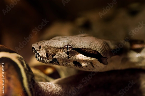 Obraz boa constrictor