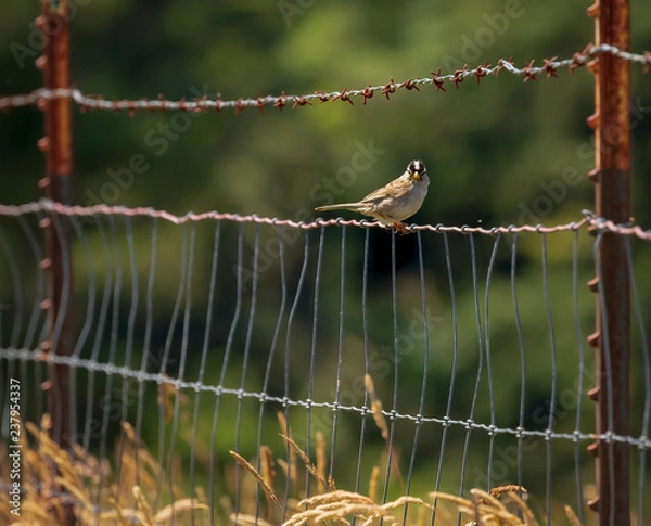 Obraz chicadee on the barb wire fence