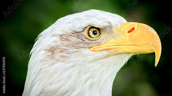 Fototapeta Bald Eagle