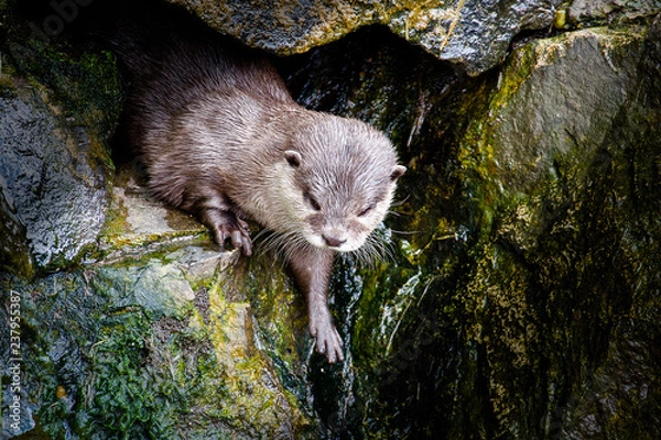 Fototapeta Indian Otter