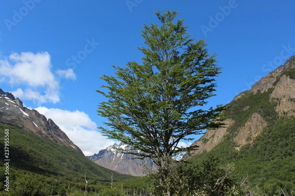 Obraz Tree  and  sky