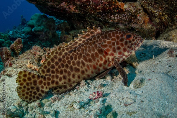 Fototapeta Closeup of a beautiful Longfin grouper/honeycomb rockcod (Epinephelus quoyanus) on sand in the coral reef in Red Sea, Egypt