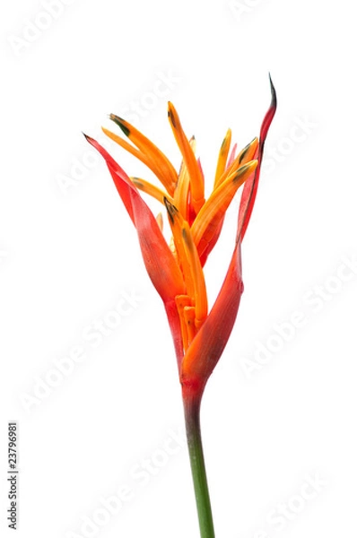 Obraz heloconia flower