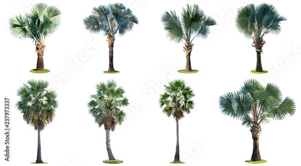 Obraz The collection of high palm trees (Livistona Rotundifolia or fan palm.) isolated on white background.