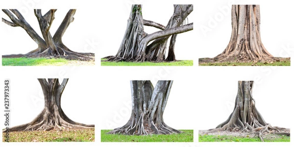 Obraz The collection of big tree roots spreading out beautiful and trunk isolated on white background.