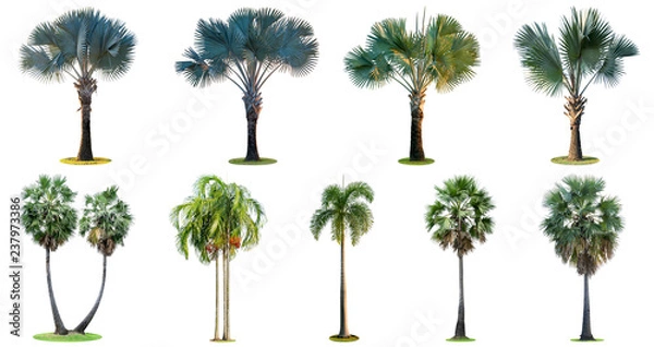 Obraz The collection of high palm trees (Livistona Rotundifolia or fan palm.) isolated on white background.