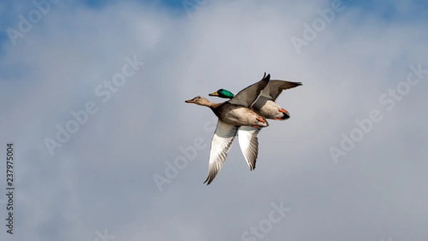 Obraz Mallard ducks in flight