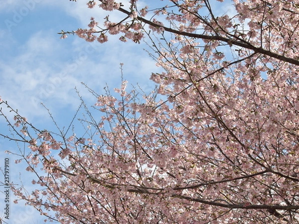 Fototapeta 春の青空と満開な桜の木