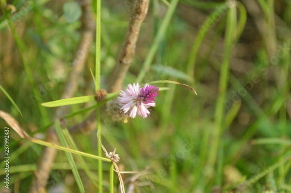 Fototapeta Flower in Garden