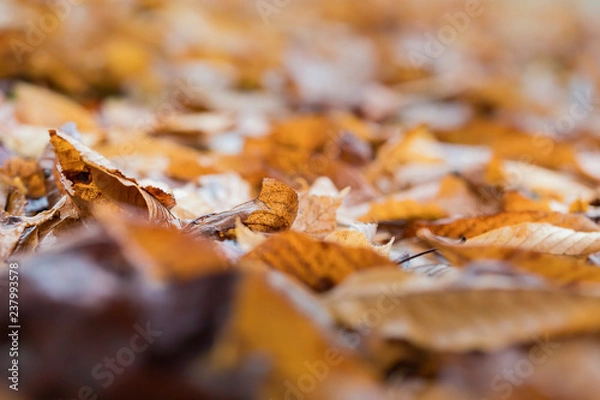 Obraz Orange autumn leaves on the ground