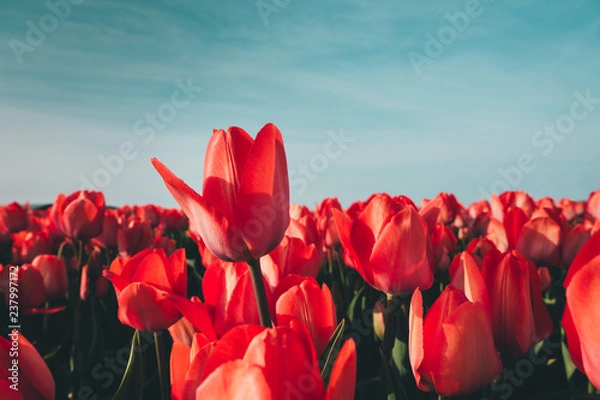 Obraz Red Tulips In The Garden