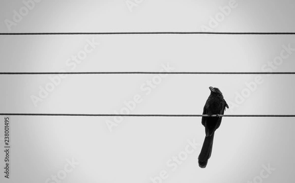 Obraz preto e branco, minimalismo 