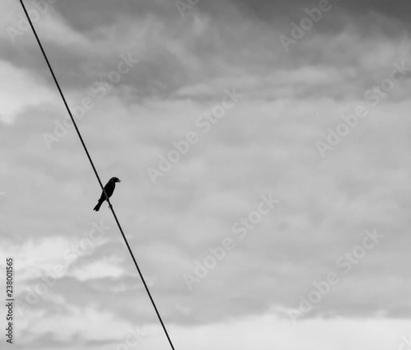 Obraz preto e branco, minimalismo 