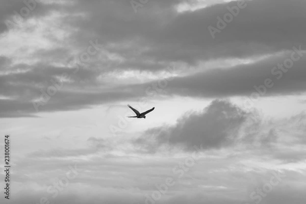 Obraz preto e branco, minimalismo 