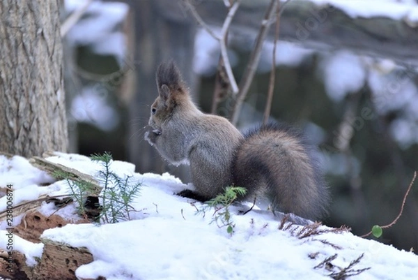 Fototapeta 冬のエゾリス