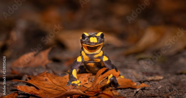 Obraz fire salamander