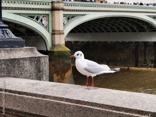 Fototapeta seagull on a post