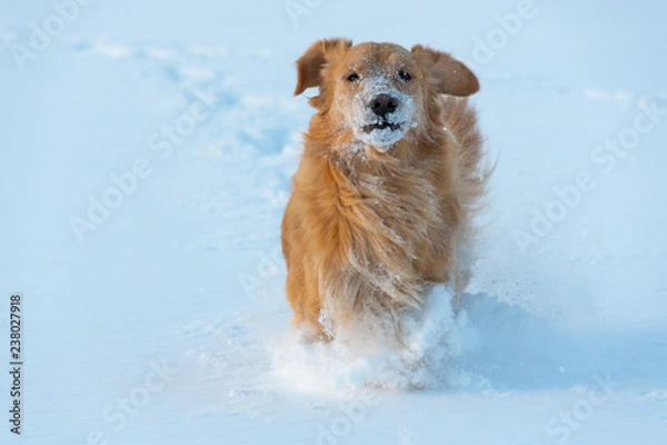 Obraz 犬と雪　ゴールデンレトリーバー