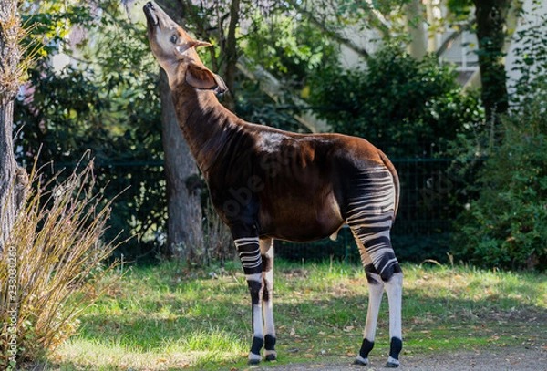 Fototapeta Okapi
