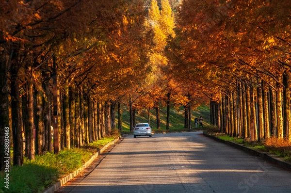 Fototapeta 紅葉したメタセコイア並木