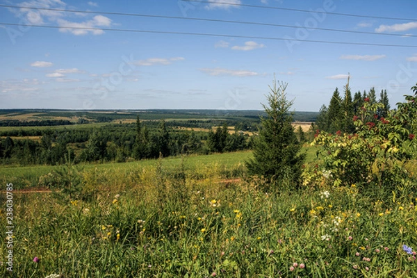 Fototapeta Landscape with fields and forest