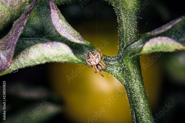 Fototapeta Spider with web on a green leaves