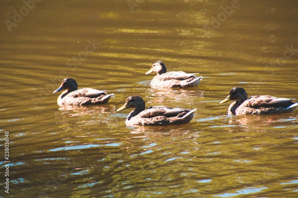 Fototapeta Enten auf dem Itzeblitzer Weiher Saarland - Retro