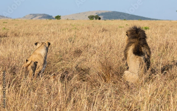 Obraz Portrait of male lion, Panthera leo, of the Sand River or Elawana Pride, from behind sitting with lioness in African landscape with tall grass, acacia tree, hill, and safari vehicle in far distance