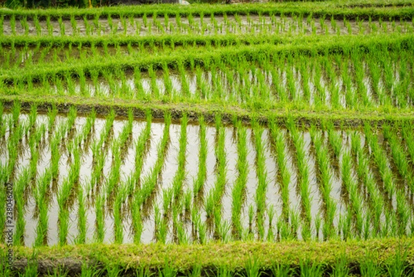 Obraz The Ubud Rice Terraces