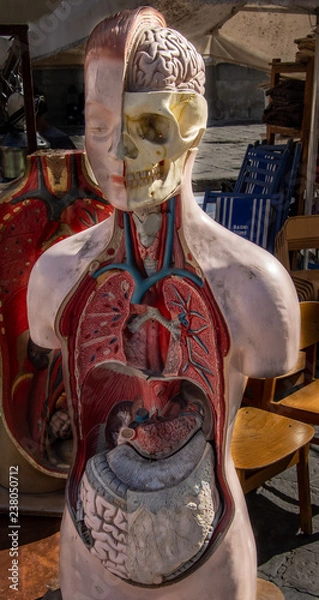 Obraz Anatomical Human Body Model