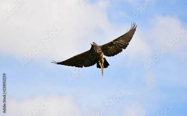 Fototapeta Myszołów błękitny leci