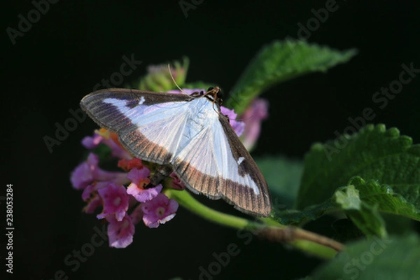 Fototapeta Buchsbaumzünsler