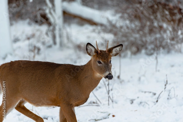 Fototapeta Deer in winter