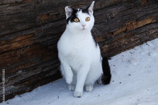Fototapeta cat in snow