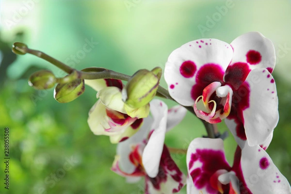 Fototapeta Piękne tropikalne kwiaty orchidei na niewyraźne tło