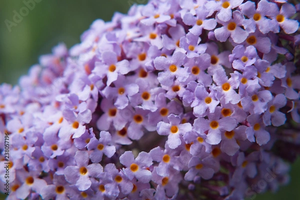 Obraz buddleia